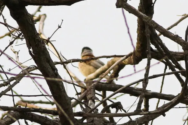 File:White-crowned Penduline Tit (Remiz coronatus) (8079437086).jpg