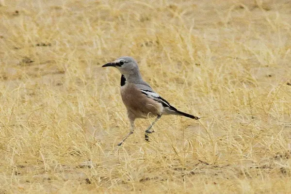 File:Pander's Ground Jay (Podoces panderi) (8079418356).jpg