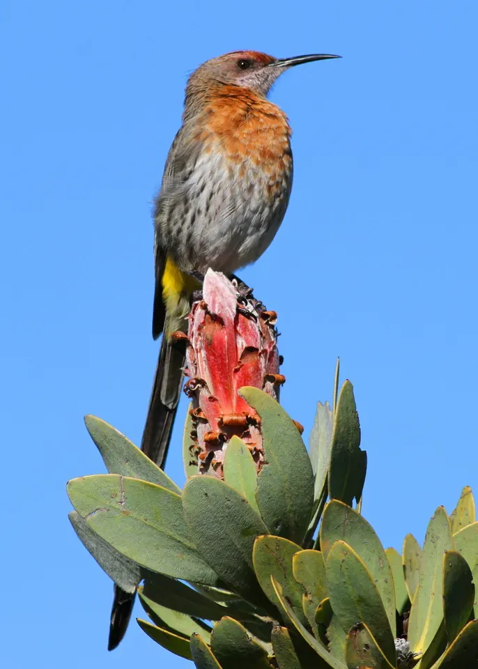 File:Gurney's Sugarbird, Promerops gurneyi at Marakele National Park.jpg