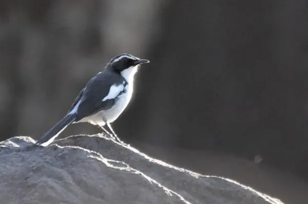File:Xenocopsychus ansorgei, Sebraberge, 2014, b, T Hohls.jpg
