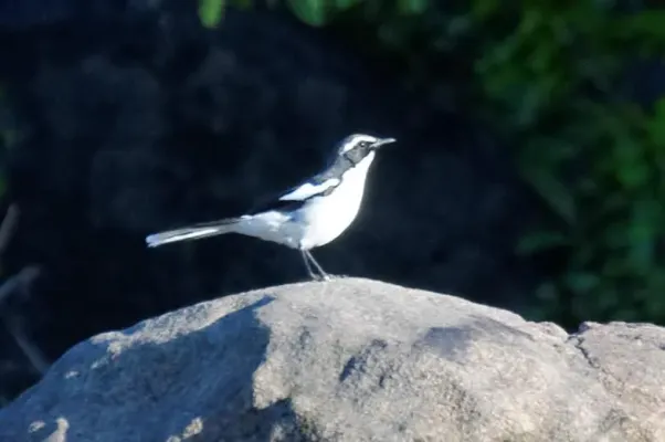 File:Xenocopsychus ansorgei, Sebraberge, 2014, c, T Hohls.jpg