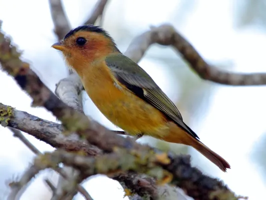 File:Piprites pileata - Black-capped Piprites (Female).JPG