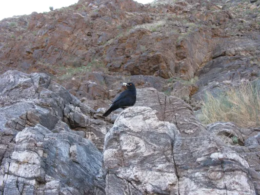 File:Onychognathus nabouroup IMG 8282.JPG