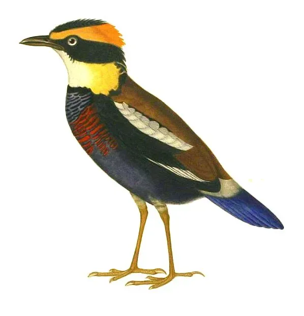File:Pitta elegans - La Bonite02 improved.jpg
