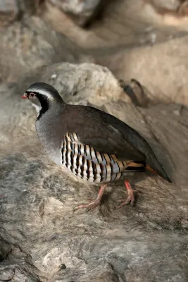File:Steinhuhn Alectoris graeca.jpg
