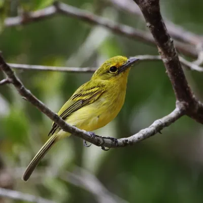File:Tolmomyias flaviventris - Yellow-breasted Flycatcher.JPG