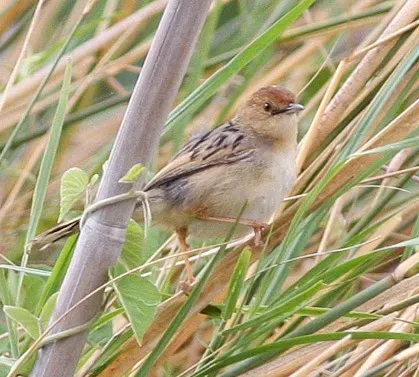 File:Luapula Cisticola.jpg