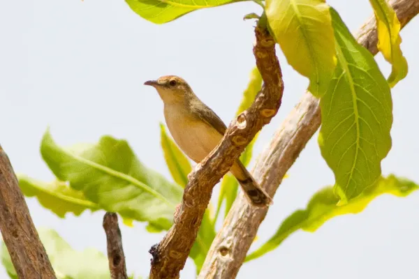 File:Dorst's Cisticola (Cisticola guinea).jpg