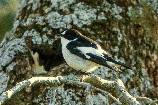 File:Atlas Flycatcher (Ficedula speculigera).jpg