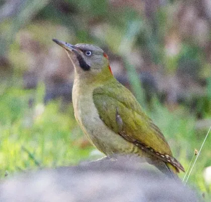File:Levaillant's Green Woodpecker (Picus vaillantii).jpg