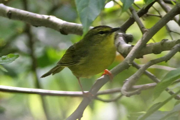 File:Two-banded Warbler (Myiothlypis bivittata) (8077585789).jpg