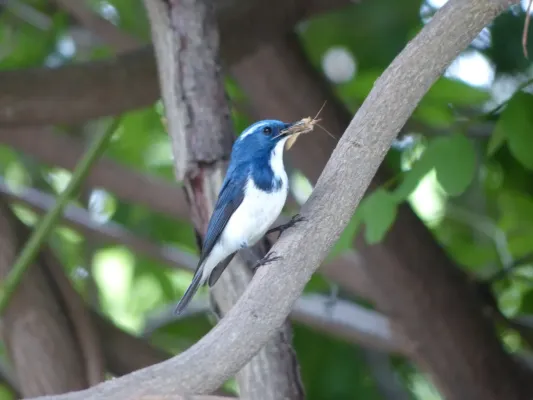 File:Ultramarine Flycatcher (Ficedula superciliaris) Naggar, Himachal Pradesh, 2013.JPG