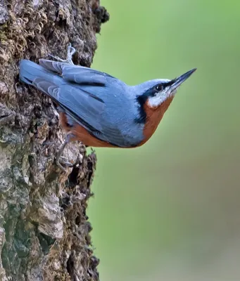 File:Chestnut-bellied Nuthatch (Sitta cinnamoventris), Sattal, Uttarakhand.jpg