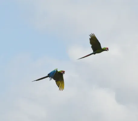 File:Ara ambiguus, La Selva, Costa Rica 0.jpg