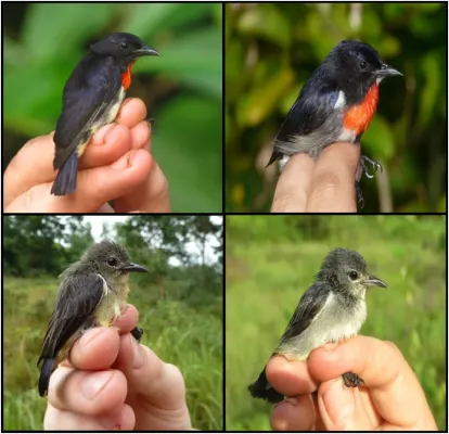 File:Dicaeum celebicum compared to Dicaeum kuehni.jpg