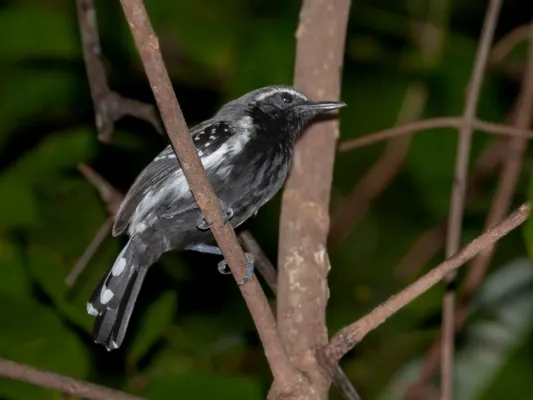 File:Formicivora grisea - White-fringed Antwren (male).JPG