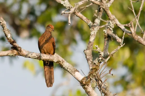 File:Macropygia-ruficeps-little-cuckoo-dove.jpg