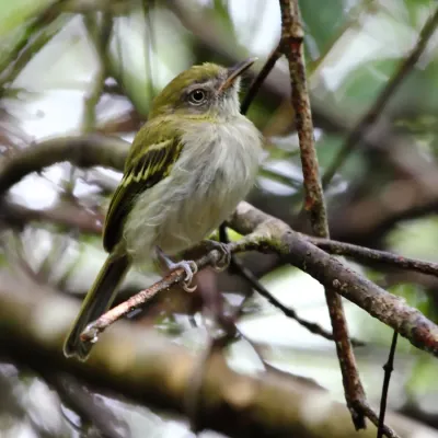 File:Hemitriccus griseipectus - White-bellied Tody-Tyrant.JPG