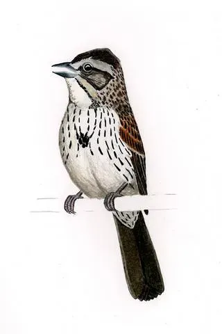 File:Xenospiza baileyi.jpg