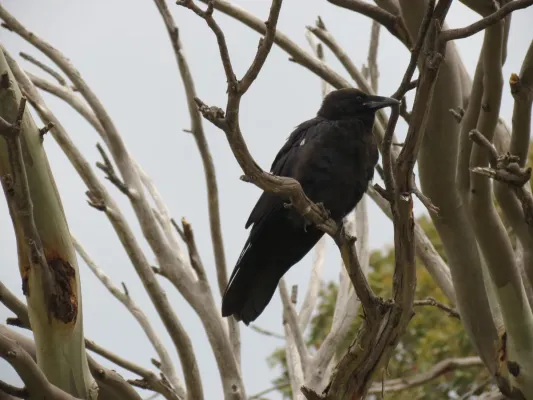 File:Corvus mellori (12201678234).jpg