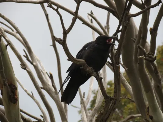 File:Corvus mellori (12201865446).jpg