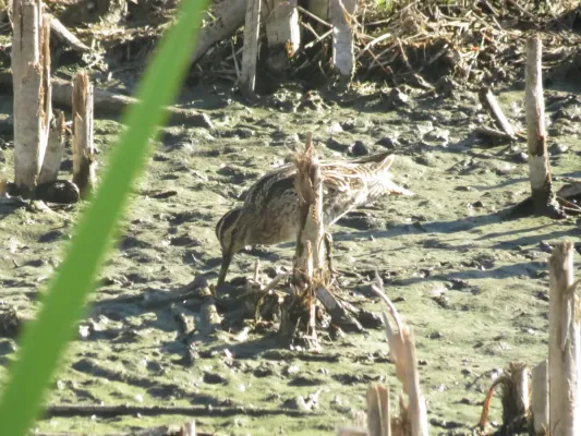 File:Gallinago hardwickii (12184964974).jpg