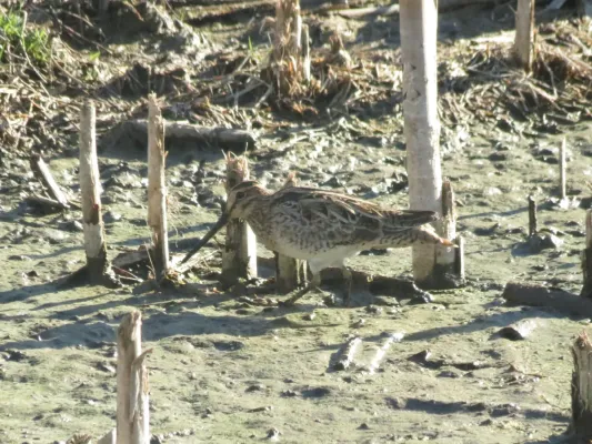 File:Gallinago hardwickii (12184541045).jpg