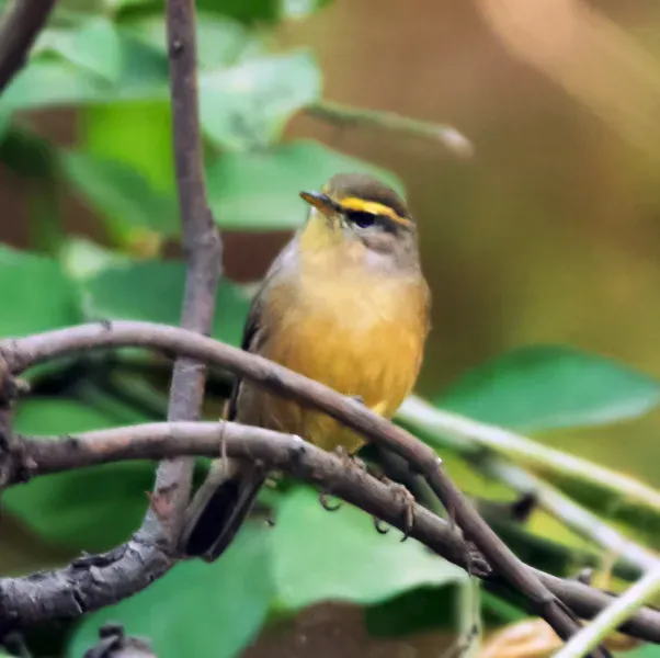 File:Sulpher-bellied Warbler (Phylloscopus griseolus)at Sindhrot near Vadodara, Gujrat Pix 175.jpg