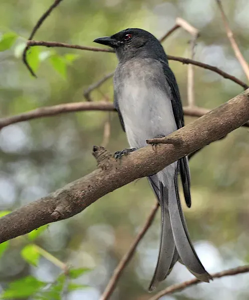 File:White-bellied Drongo (Dicrurus caerulescens) at Sindhrot near Vadodara, Gujrat Pix 078.jpg