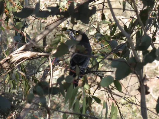 File:Strepera versicolor (9055729851).jpg