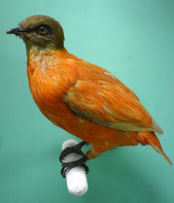 File:Ptilinopus victor (Chrysoenas victor) - Museo Civico di Storia Naturale Giacomo Doria - Genoa, Italy - DSC03128.JPG