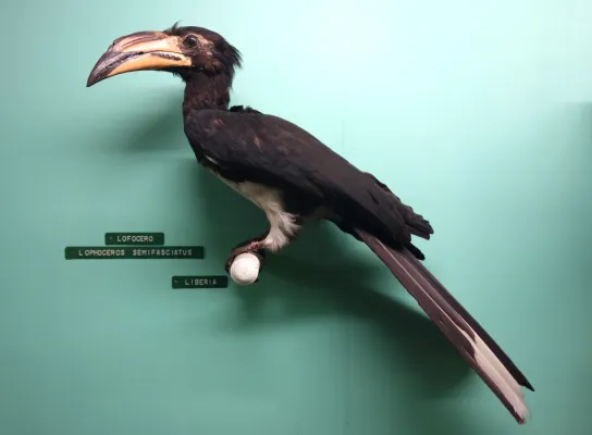 File:Tockus fasciatus semifasciatus (Lophoceros semifasciatus) - Museo Civico di Storia Naturale Giacomo Doria - Genoa, Italy - DSC03124.JPG