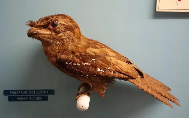 File:Podargus ocellatus - Museo Civico di Storia Naturale Giacomo Doria - Genoa, Italy - DSC03163.JPG