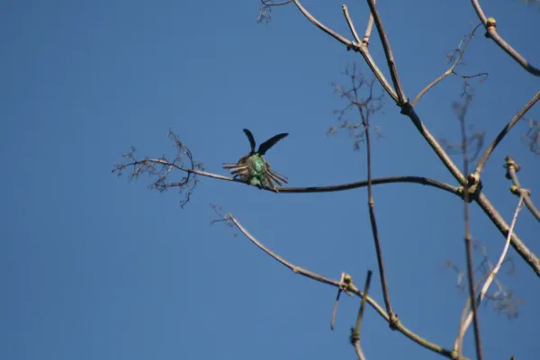 File:Calypte anna in ggp 8.JPG