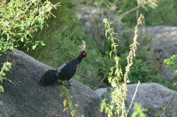 File:A Lophura leucomelanos Kalij Pheasant in Himachal Pradesh India 2014.jpg