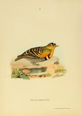 File:Pterocles Quadricinctus Painted Rock Grouse Male.jpg
