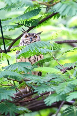 File:Indian Eagle Owl Bubo bengalensis, Pune.jpg