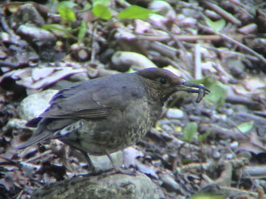 File:Long-billed Thrush (Zoothera monticola) DSC02530.JPG