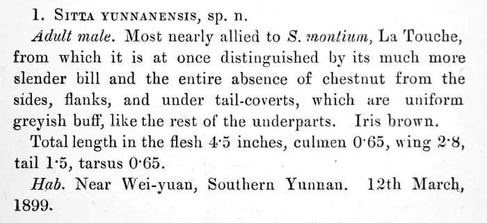 File:Sitta yunnanensis protolog.jpg