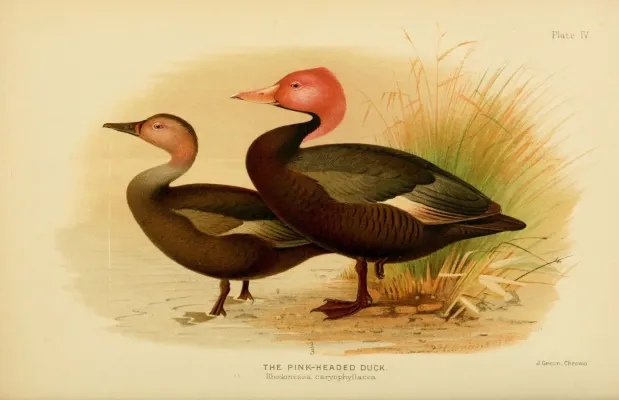 File:Rhodonessa Caryophyllacea Pink headed duck India.jpg