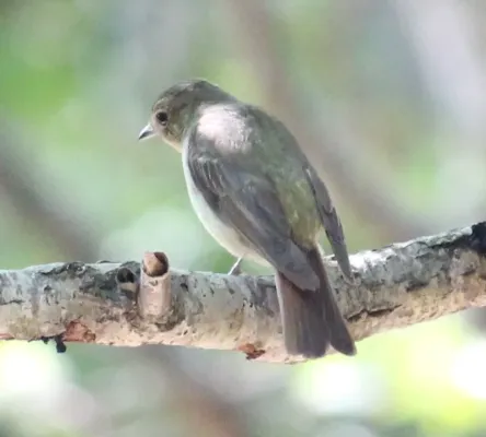 File:Ficedula narcissina (female).JPG