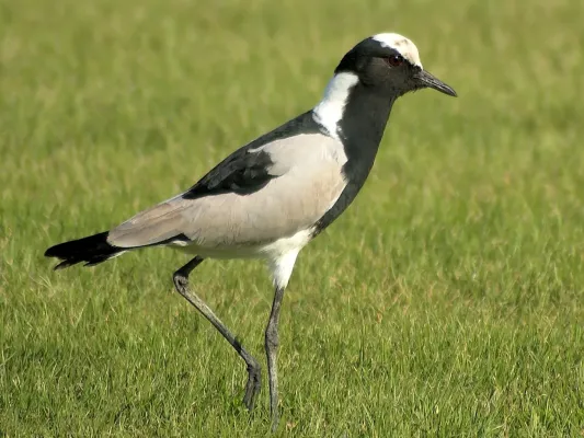 File:Vanellus armatus (taxobox).jpg
