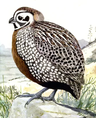 File:Cyrtonyx montezumaeEBP20A.jpg