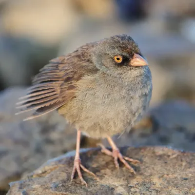 File:Junco vulcani CR.JPG