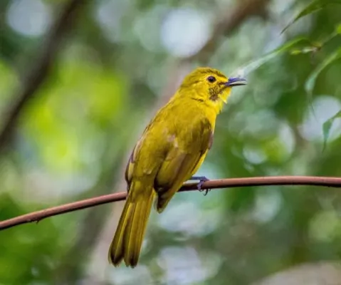 File:Acritillas indica at Kaludiya Pokuna.jpg