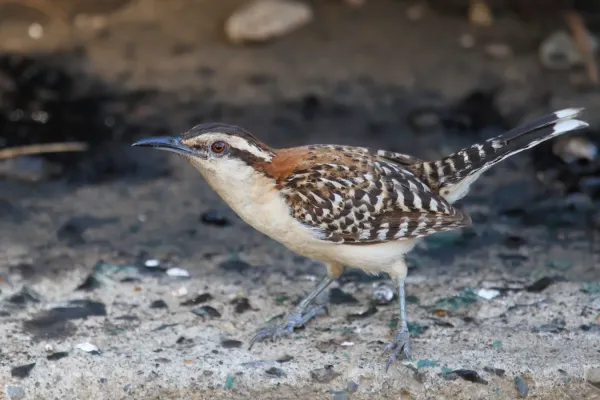 File:Campylorhynchus capistratus 3 CR.jpg