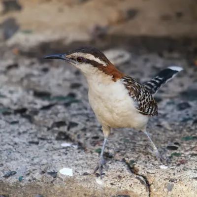 File:Campylorhynchus capistratus 2 CR.jpg
