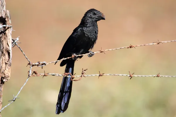 File:Crotophaga sulcirostris CR bis.JPG