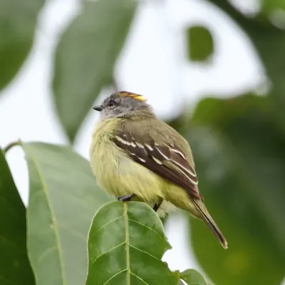 File:Tyrannulus elatus - Yellow-crowned Tyrannulet.JPG
