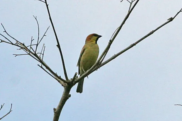 File:Plain-backed Sparrow Passer flaveolus (8080163397).jpg